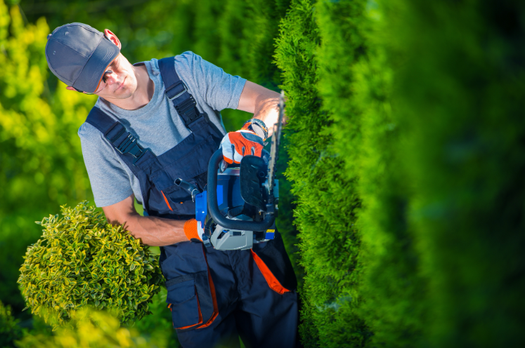 Professional gardener using a power tool for the best hedge trimming service in Brooklyn Heights. Professional gardener using a power tool for the best hedge trimming service in Brooklyn Heights.