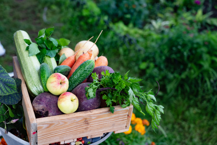 A crate of fresh garden produce illustrating fixes for Brooklyn brownstone backyard shade limits. A crate of fresh garden produce illustrating fixes for Brooklyn brownstone backyard shade limits.