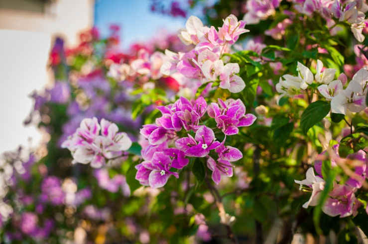 Vibrant flowers in a Brooklyn garden showcasing the results of professional landscape services. Vibrant flowers in a Brooklyn garden showcasing the results of professional landscape services.