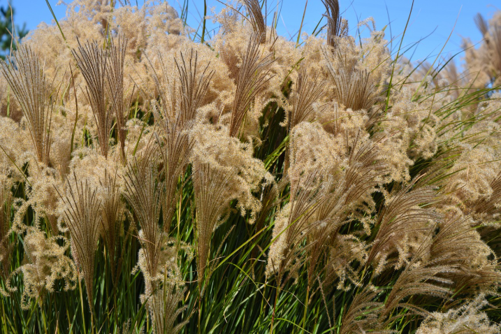 Healthy ornamental grass in a landscape, illustrating Brooklyn lawn care pricing and chemical dependency risks. Healthy ornamental grass in a landscape, illustrating Brooklyn lawn care pricing and chemical dependency risks.