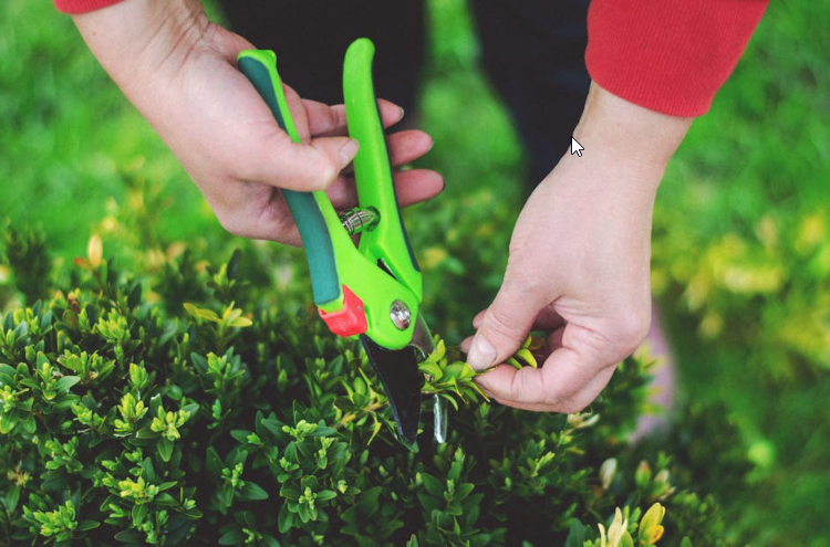Trimming garden shrubs with shears, comparing lawn care and full garden maintenance in Brooklyn. Trimming garden shrubs with shears, comparing lawn care and full garden maintenance in Brooklyn.