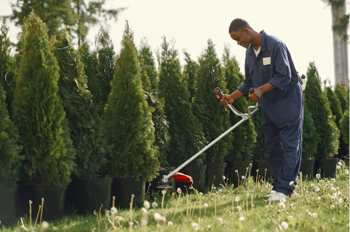 A plant care specialist in Brooklyn trimming grass to maintain a clean garden landscape. A plant care specialist in Brooklyn trimming grass to maintain a clean garden landscape.