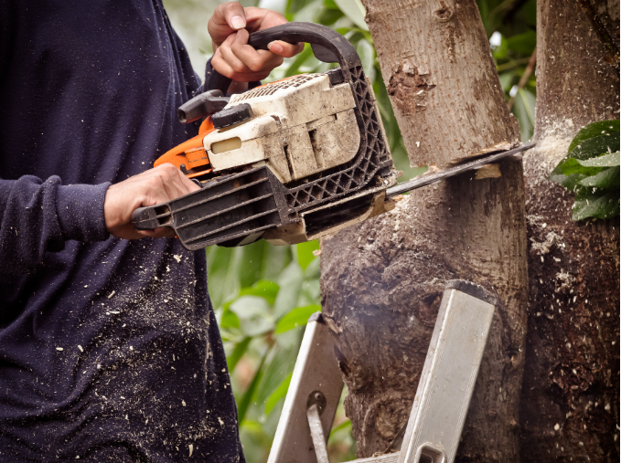 Close-up of a landscaper using a chainsaw for tree trimming and maintenance work. Close-up of a landscaper using a chainsaw for tree trimming and maintenance work.